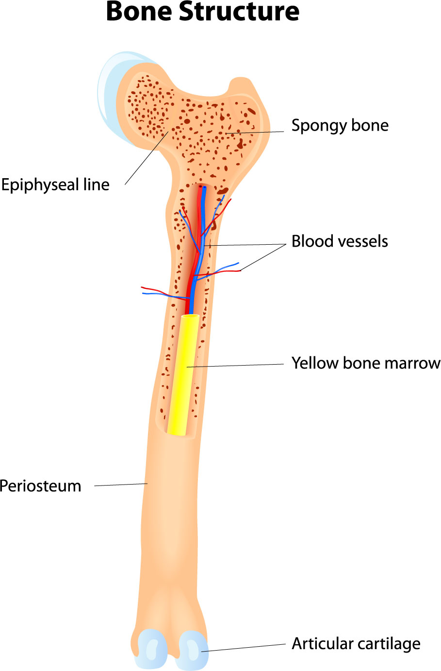 bigstock-Long-Bone-Anatomy-76681016 Converted - The ...