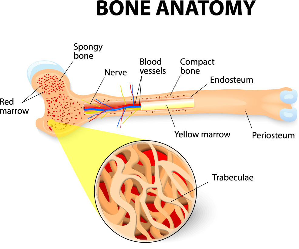 Diagram of a long bone